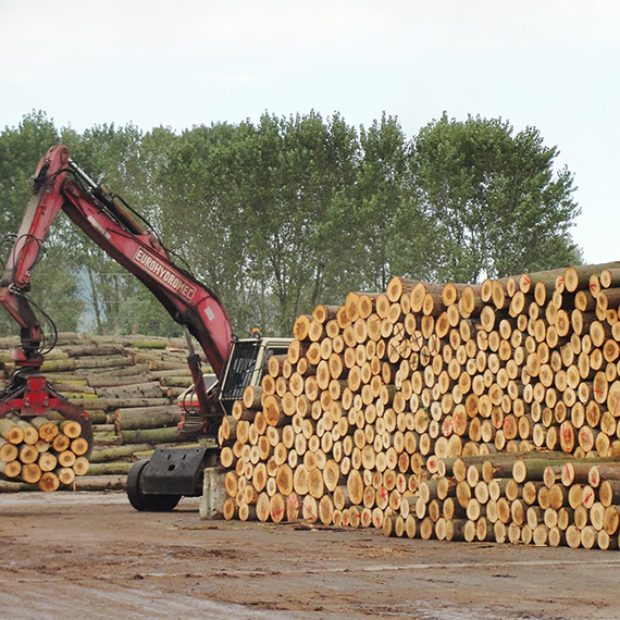 Pile of poplar logs ready for transport to processing partner