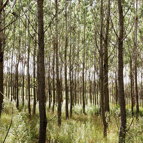 5 year old poplar plantation with herbal understorey