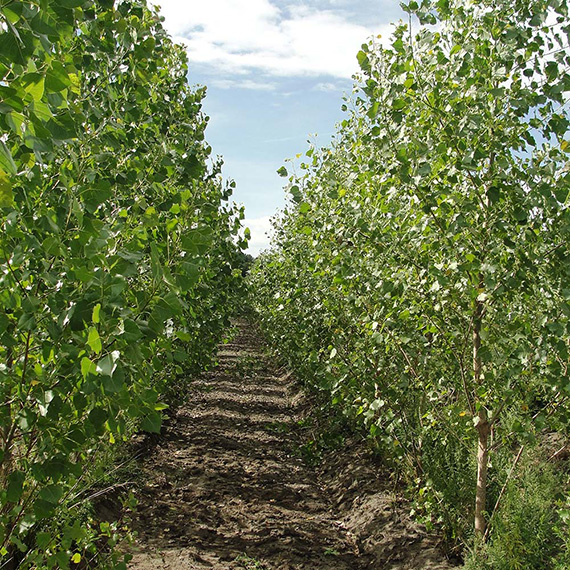 2 year old poplar plantation with recent tillage between the rows