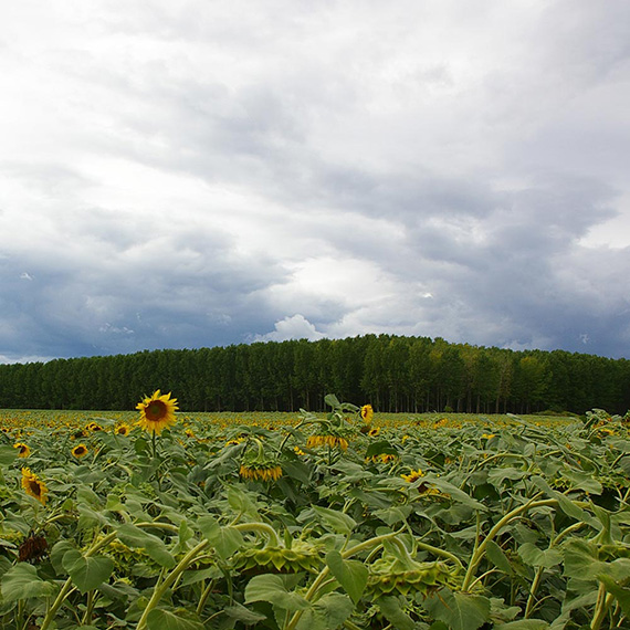 Hiebsreife Pappelplantage hinter einem Sonnenblumenfeld