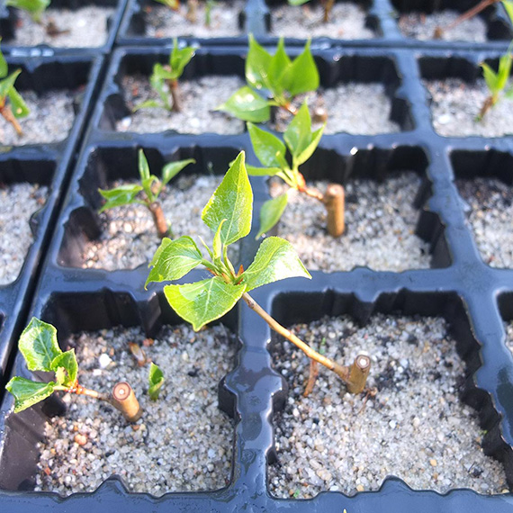 Young poplars in plant pots with sandy soils for research purpose