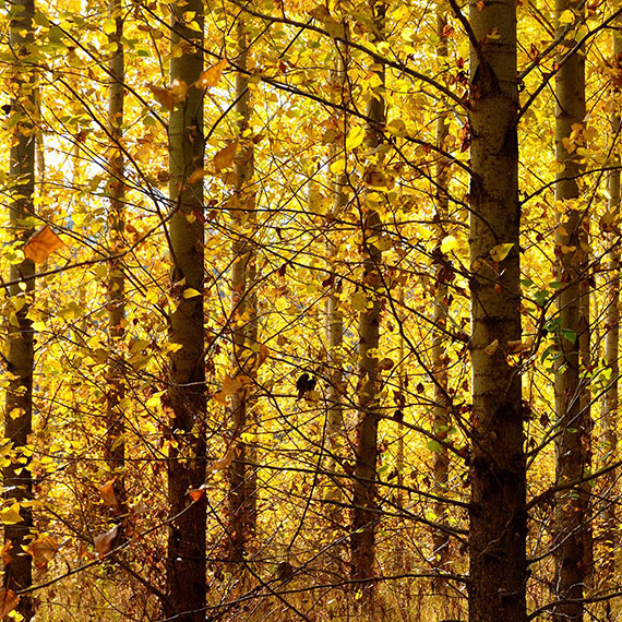 Autumn atmosphere in poplar plantation with yellow leaf coloration