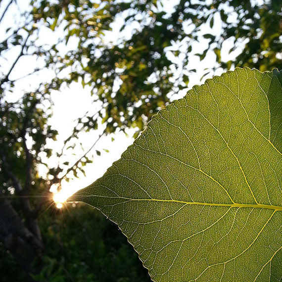 Close-up of a poplar leaf in front of the sunset