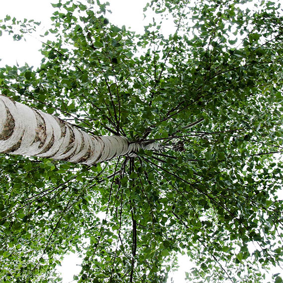 View into a poplar crown