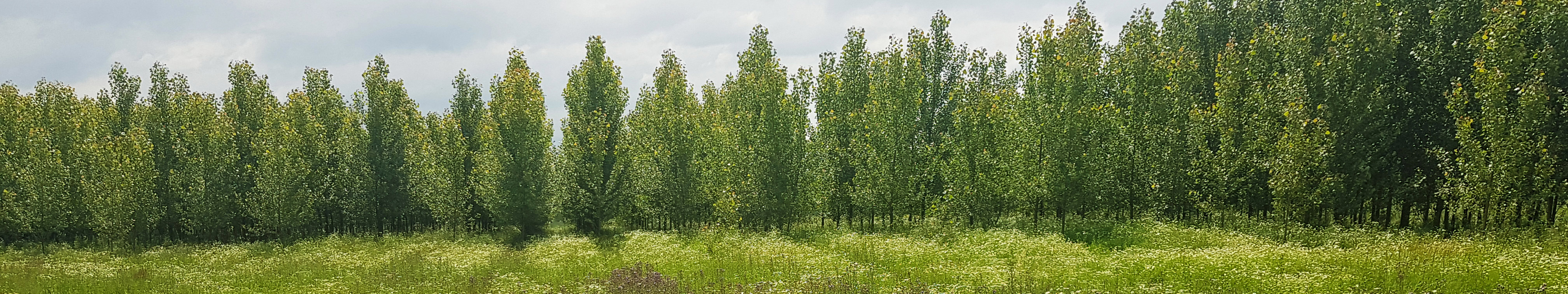 Poplar plantation with a green, flower-rich meadow