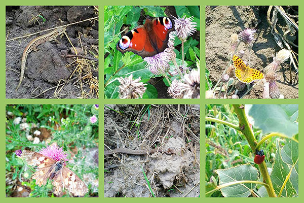 Compilation of 6 aminals found in D4EU´s poplar plantations: 1 Lizard, 3 Butterflies, 1 snake, 1 red poplar leaf beetle