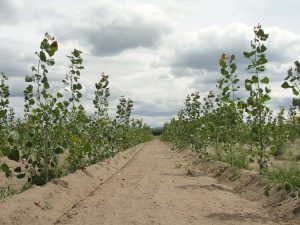 2 Jahre alte Pappelplantage mit kürzliche erfolgter Bodenbearbeitung zwischen den Reihen