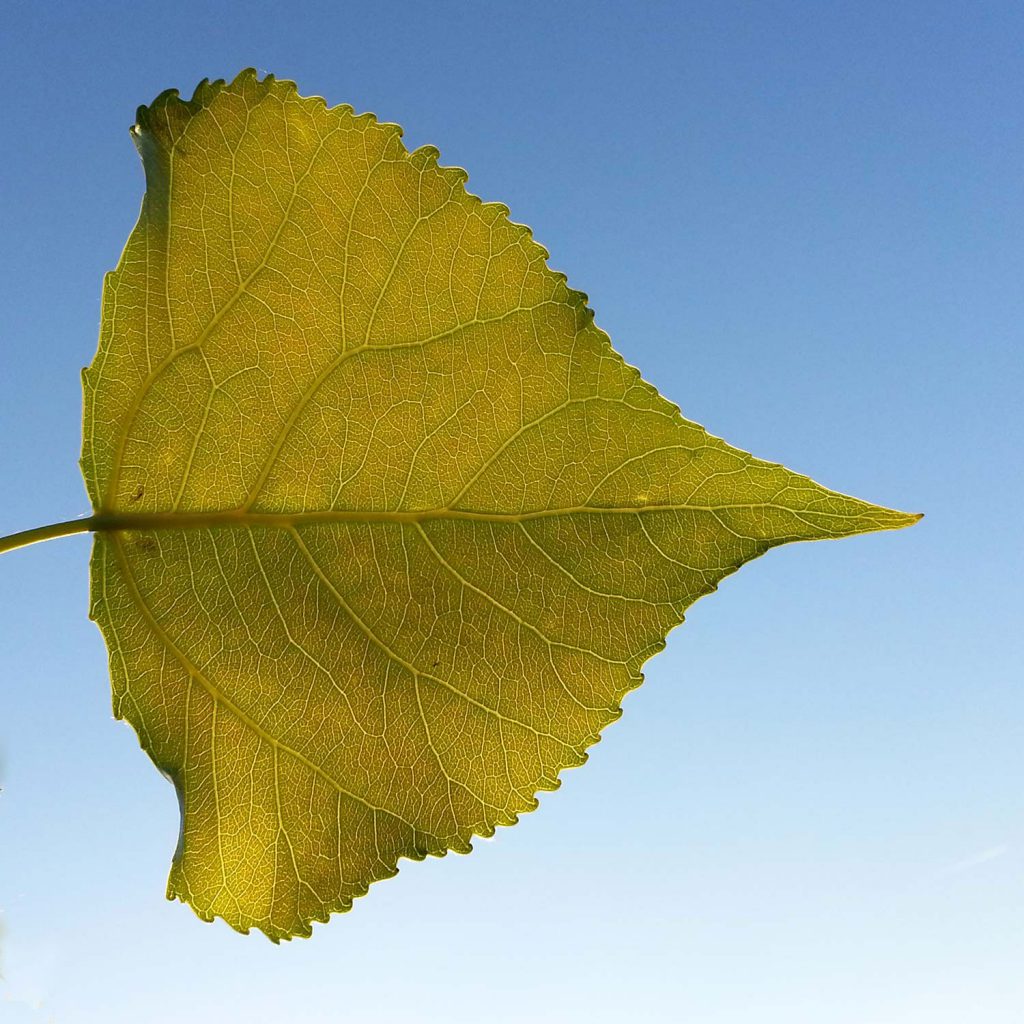 Pappelblatt vor blauem Himmel