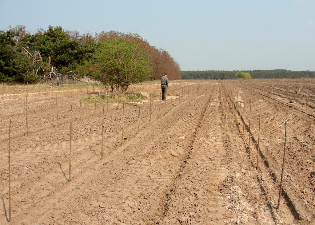 Kürzlich mit Stecklingen in sandigem, nährstoffarmen Boden etablierte Pappelplantage 