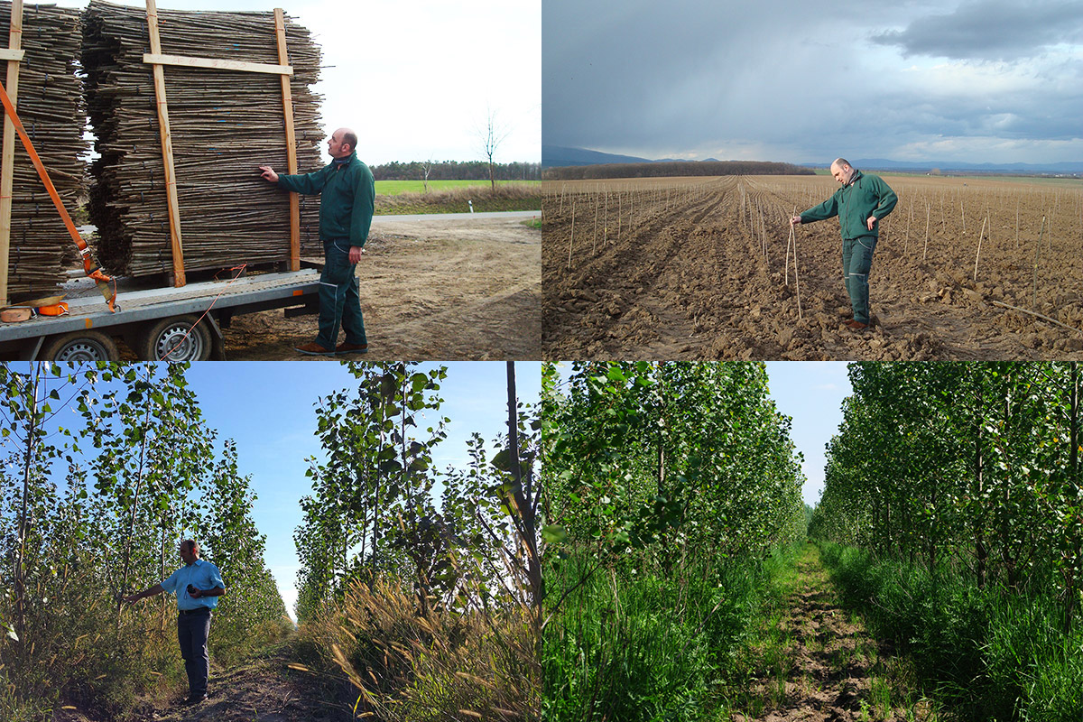 Compilation of four pictures about the establishment of a poplar plantation: First is the supply with poplar cuttings for planting; second are planted cuttings; third is a 1 year old poplar plantation; fourth is a 3 years old poplar plantation with herbal understorey