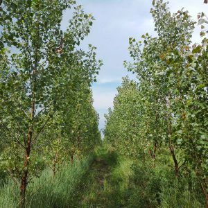 3 Jahre alte Pappelplantage mit krautigem Unterwuchs