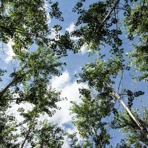 View into poplar crowns