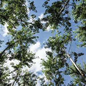 View into poplar crowns 