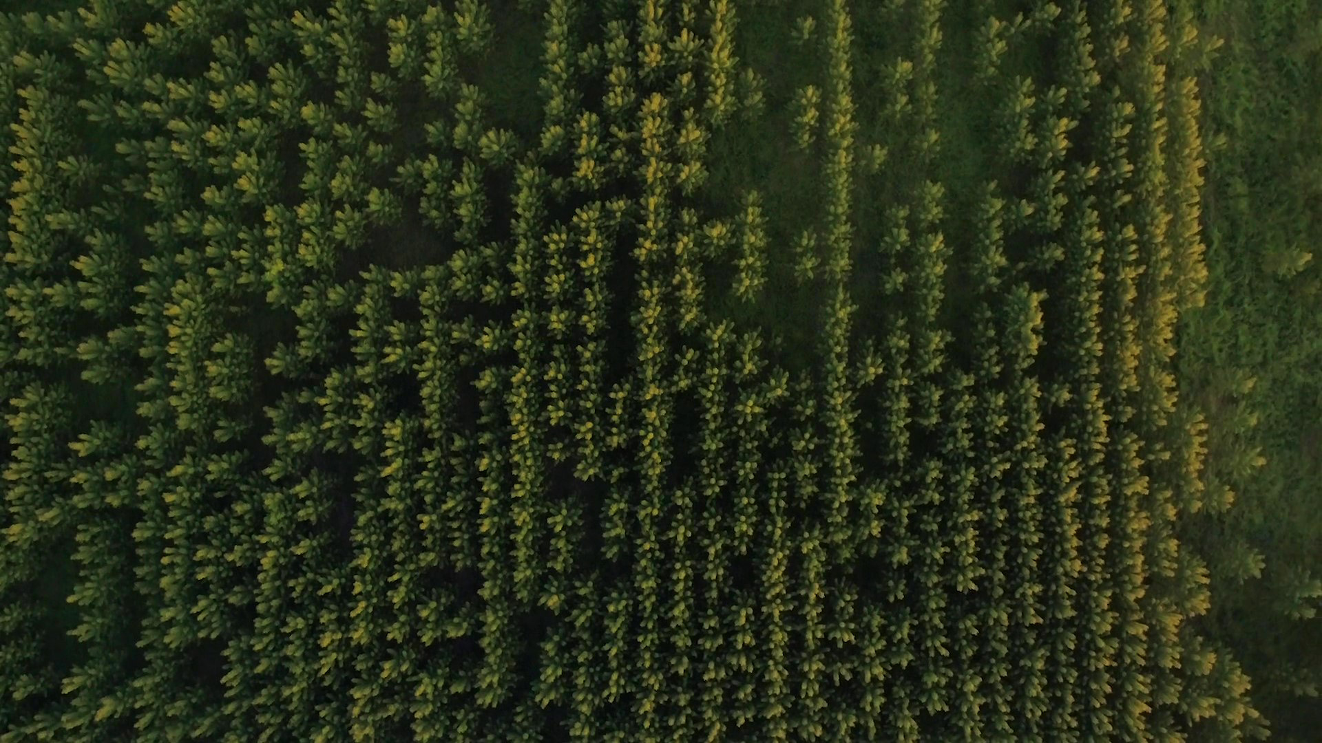 Drone picture of a poplar plantation