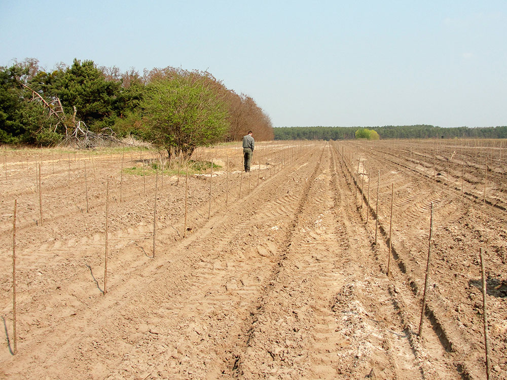 Recently established poplar plantation with cuttings on sandy and nutrient-poor soils