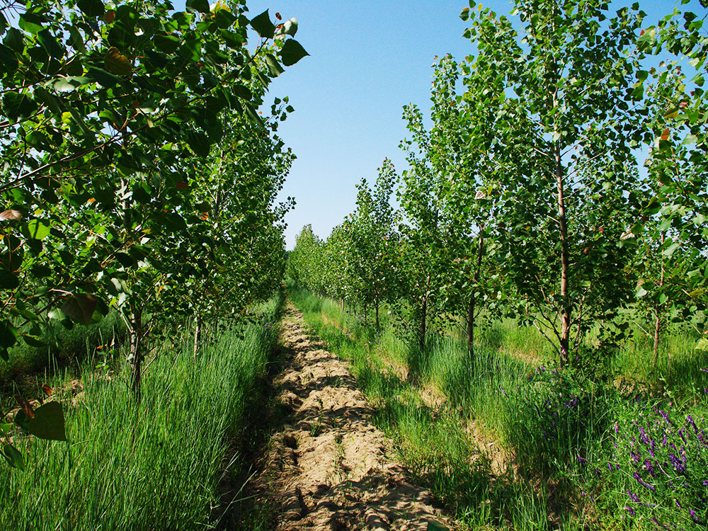 3 year old poplar plantation with herbal understorey and flowers