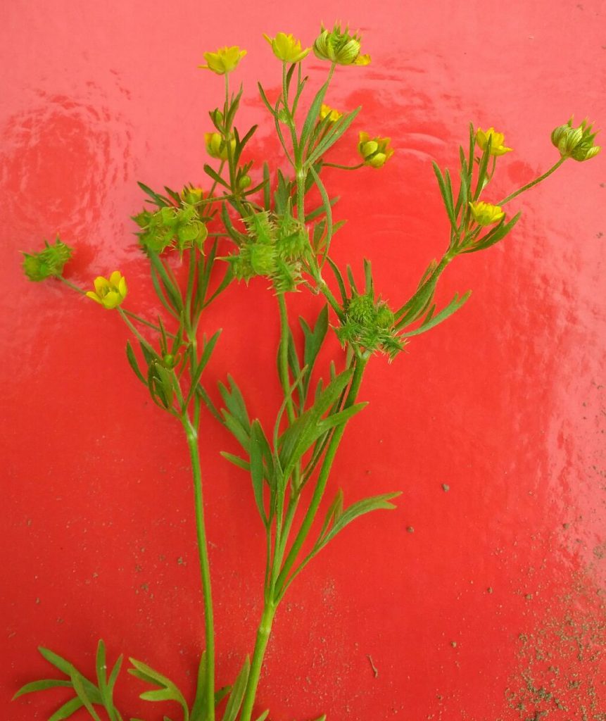 Picture of the rare Ranunculus arvensis