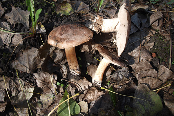 Cottonwood mushrooms (Tricholoma populinum)