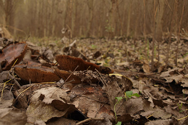 Hardly visible Cottonwood mushrooms (Tricholoma populinum) under fallen leaves in autumn in a poplar plantation