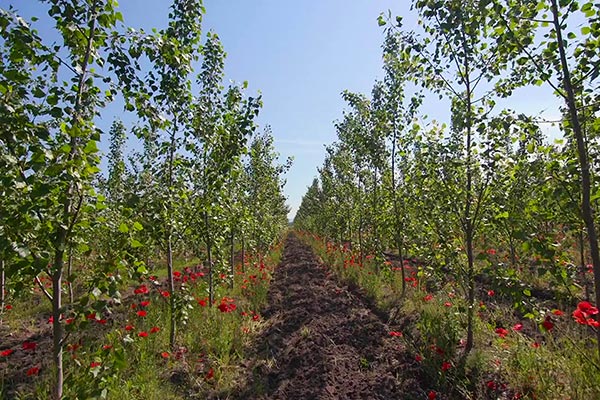 2 year old poplar plantation with herbal understory and red corn poppies 