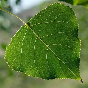 Close-up of a poplar leaf 