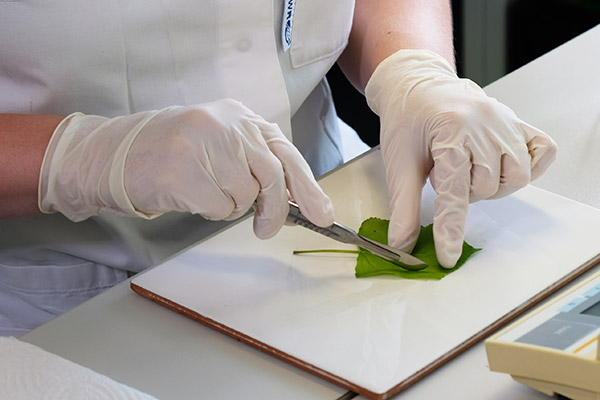 Cutting a poplar leaf