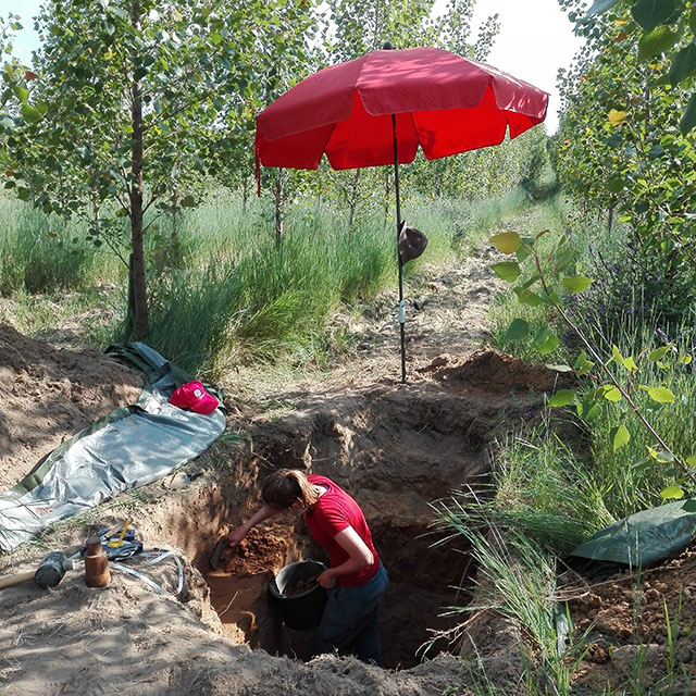 Researcher in Poplar plantation working on soils samples