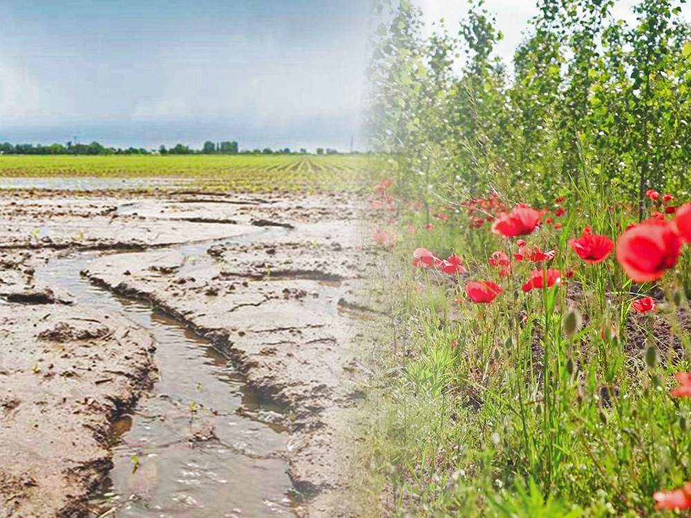 eroded arable land versus poplar plantation with flowers